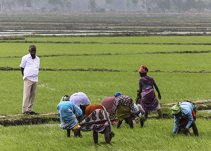 Weeding the Fields 2-Kumbakkonam